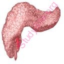 pancreas (Oops! image not found)